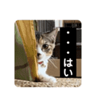 つんつくつくしんぼ（個別スタンプ：18）