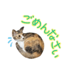 つんつくつくしんぼ（個別スタンプ：20）