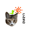 つんつくつくしんぼ（個別スタンプ：21）