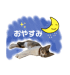 つんつくつくしんぼ（個別スタンプ：22）