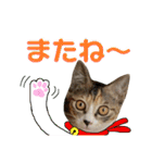 つんつくつくしんぼ（個別スタンプ：23）