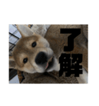 健くんです（個別スタンプ：3）