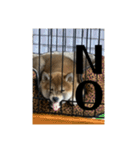 健くんです（個別スタンプ：4）
