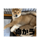 健くんです（個別スタンプ：6）