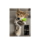 健くんです（個別スタンプ：8）