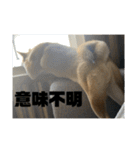 健くんです（個別スタンプ：9）