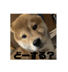 健くんです（個別スタンプ：13）