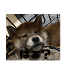 健くんです（個別スタンプ：14）