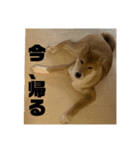 健くんです（個別スタンプ：16）