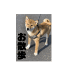 健くんです（個別スタンプ：17）