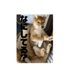 健くんです（個別スタンプ：20）