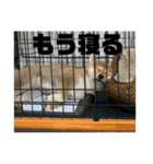 健くんです（個別スタンプ：23）