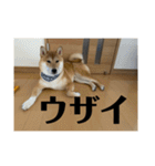 健くんです（個別スタンプ：33）