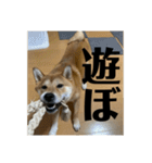 健くんです（個別スタンプ：35）
