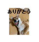 健くんです（個別スタンプ：36）
