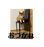 健くんです（個別スタンプ：37）