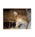 健くんです（個別スタンプ：38）