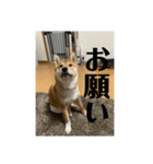 健くんです（個別スタンプ：39）