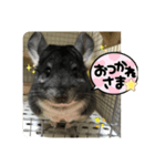チンチラのトトまる（個別スタンプ：1）
