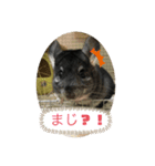 チンチラのトトまる（個別スタンプ：3）