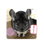 チンチラのトトまる（個別スタンプ：4）
