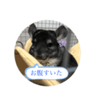 チンチラのトトまる（個別スタンプ：6）