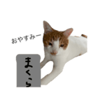 かみはつスタンプ6！（個別スタンプ：4）