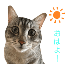 [LINEスタンプ] ゆるゆるさんきちスタンプ