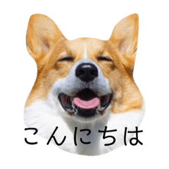 [LINEスタンプ] コーーギーー