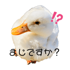 [LINEスタンプ] ぜんぶアヒルのスタンプ