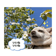[LINEスタンプ] スムチーのレイ