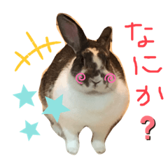 [LINEスタンプ] 我が家のうさぎティーちゃん