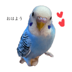 [LINEスタンプ] 可愛いうちこ