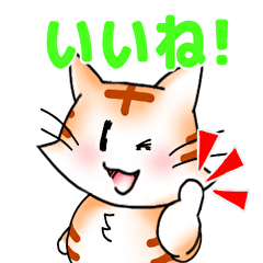 [LINEスタンプ] ネコッパチの可愛いスタンプ