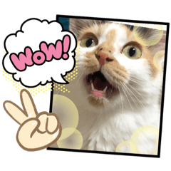 [LINEスタンプ] Neko2CAT