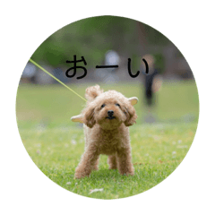 [LINEスタンプ] 愛する家族たちスタンプ