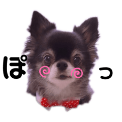 [LINEスタンプ] 黒チワワの央ちゃん❤︎