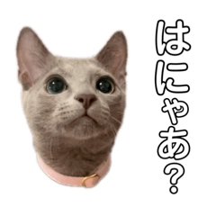 [LINEスタンプ] こてつでし
