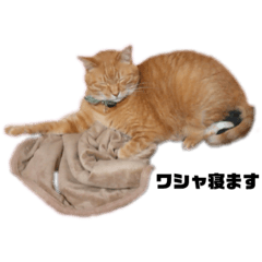 [LINEスタンプ] 猫が喋れば幸せな日々 vol.1