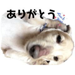 [LINEスタンプ] 我が家からのワンコ！