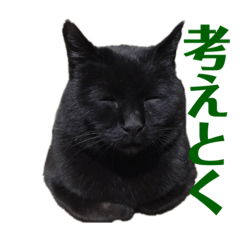 [LINEスタンプ] クロネコひじき