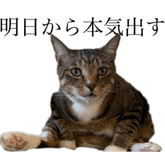 [LINEスタンプ] おデブニャンたち