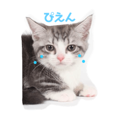 [LINEスタンプ] ノア様スタンプ