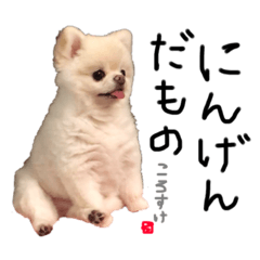 [LINEスタンプ] ポメラニアンのころすけpart2