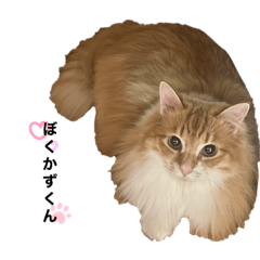 [LINEスタンプ] yurusutaanimal2