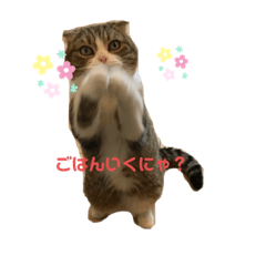 [LINEスタンプ] 桜田さん家のねこ