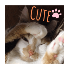 [LINEスタンプ] にゃんneko╹◡╹