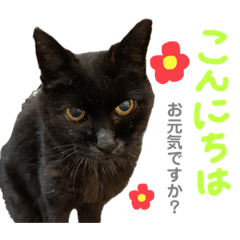 [LINEスタンプ] 黒猫のえーちゃん♥パート2