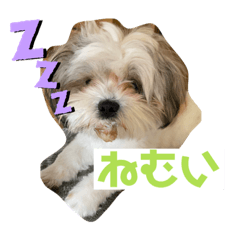 [LINEスタンプ] もふもふcoo