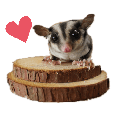 [LINEスタンプ] かわいいフクロモモンガ小豆 -Sugarglider-